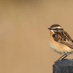 Whinchat in the Netherlands.