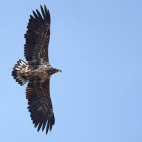White-tailed eagle in Holland.