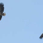 White-tailed eagle in the Netherlands.
