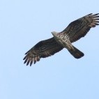 Honey buzzard in the Netherlands
