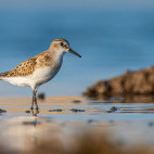 Little stint in the Netherlands.