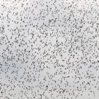 Mixed wader flock in Westhoek, the Netherlands.