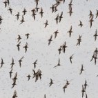Mixed wader flock in Westhoek, the Netherlands.