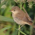 Reed warbler in the Netherlands
