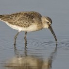 Curlew sandpiper in the Netherlands.