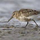 Dunlin in the Netherlands.