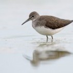 Green sandpiper in Friesland, Netherlands.
