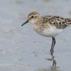 Little stint in the Netherlands.