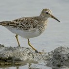 Pectoral sandpiper in the Netherlands.