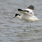 Pied avocet in the Netherlands.