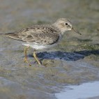 Temminck's stint in Friesland, Netherlands.
