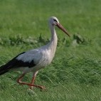 White stork in the Netherlands.