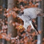 Northern goshawk in Poland