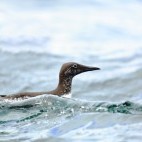 Guillemot in Norway
