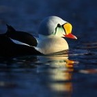 King eider in Norway