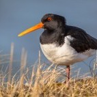 Oystercatcher