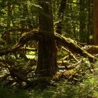 Białowieża Forest, Poland.