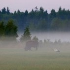 Bison and stork in Białowieża Forest, Poland.