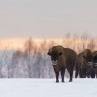 Bison in Białowieża Forest, Poland