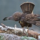 Buzzard in Bialowieza Forest, Poland.