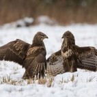 Common buzzards in Bialowieza Forest, Poland.