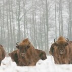 European bison in Bialowieza Forest, Poland.