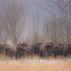 European bison in Bialowieza Forest, Poland.