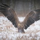 Golden eagle in Bialowieza Forest, Poland.