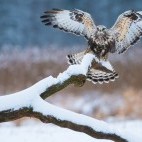Juvenile northern goshawk in Bialowieza Forest, Poland.