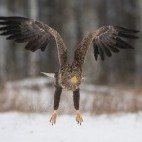Juvenile white-tailed eagle in Bialowieza Forest, Poland.