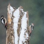 Middle spotted woodpecker in Bialowieza Forest, Poland.