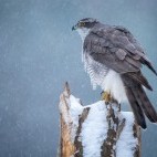 Northern goshawk in Bialowieza Forest, Poland.