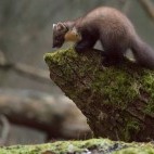 Pine marten in Bialowieza Forest, Poland.
