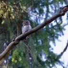 Pygmy owl in Białowieża Forest, Poland.