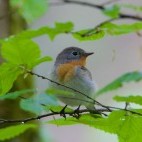 Red-breasted flycatcher in Białowieża Forest, Poland.