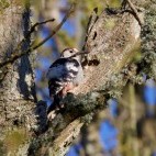 White-backed woodpecker in Białowieża Forest, Poland.