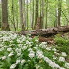 Białowieża Forest, Poland.