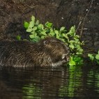 Beaver in Biebrza Marshes, Poland.