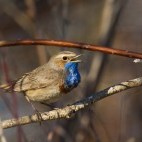 Bluethroat in Biebrza Marshes, Poland