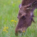 Elk in Biebrza Marshes, Poland.