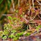 Insectivorous sundews on raised bogs in Biebrza Marshes, Poland.