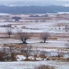 Biebrza Marshes, Poland.