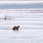 Otter in Biebrza Marshes, Poland.