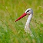 White stork in Biebrza Marshes, Poland.