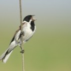 Reed bunting