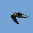 Eurasian hobby