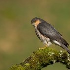 Sparrowhawk
