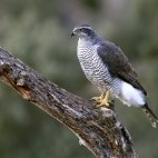 Northern goshawk