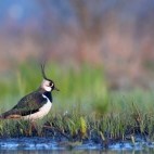 Northern lapwing