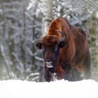 Bison in Poland